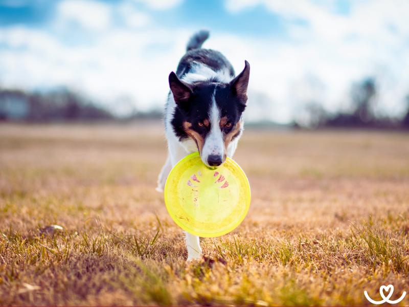 Dogfrisbee (3)